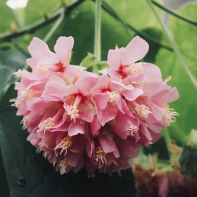 ピンクの花